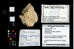 Foto (Objekt + Etikett) von Tanidromites sp.  (NHMW-GEO-1990-0041-3372)